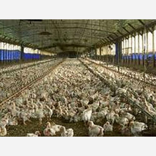 Bolu’da Tavuk ve Hindi Gübreleri Enerjiye Dönüşecek